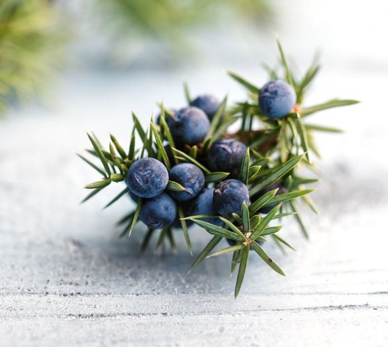 СО2 экстракт Можжевельника водорастворимый  