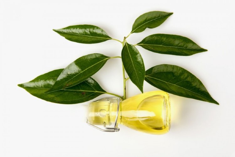 Эфирное масло Камфоры  